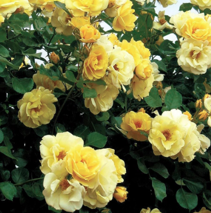 3G Rose Bush - 'Sky's the Limit' Yellow - Climbing - 3760