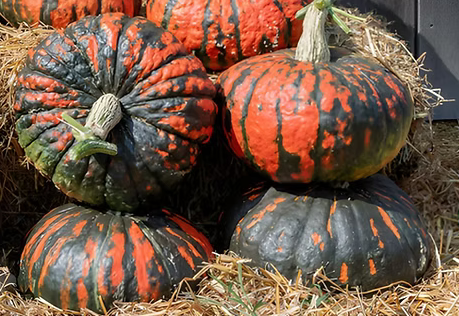 Pumpkin- Dragon Fire - Local by the lb