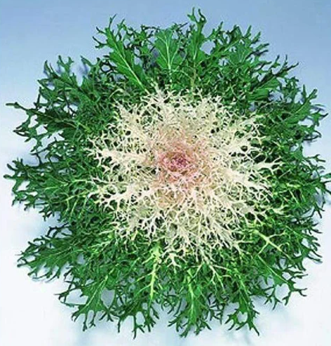 9" Ornamental Flowering Kale - Peacock White