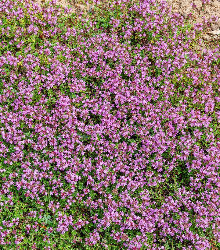 3" Thymus Serpyllum 'Elfin' - Wild Thyme (Creeping Thyme) 1002605