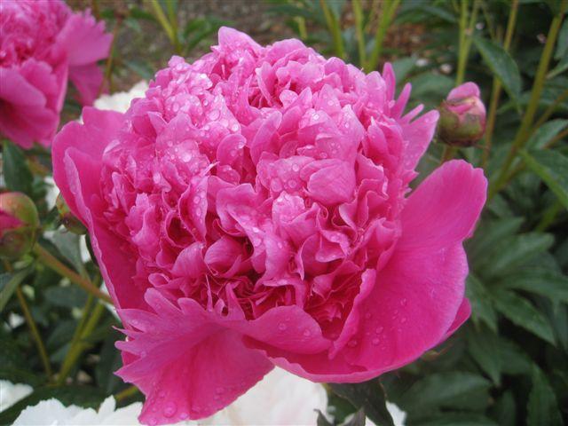3G Paeonia Lactiflora 'Petite Renee' - Peony - 1020887