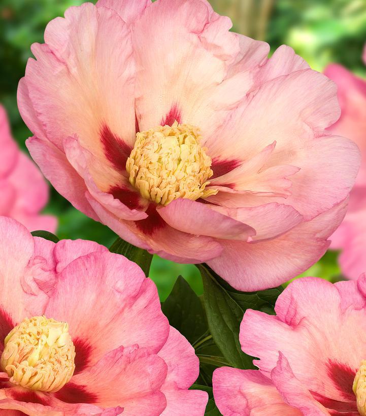 3G Paeonia X ITOH 'Pastel Splendor' - Peony - 1021729 DISSVF