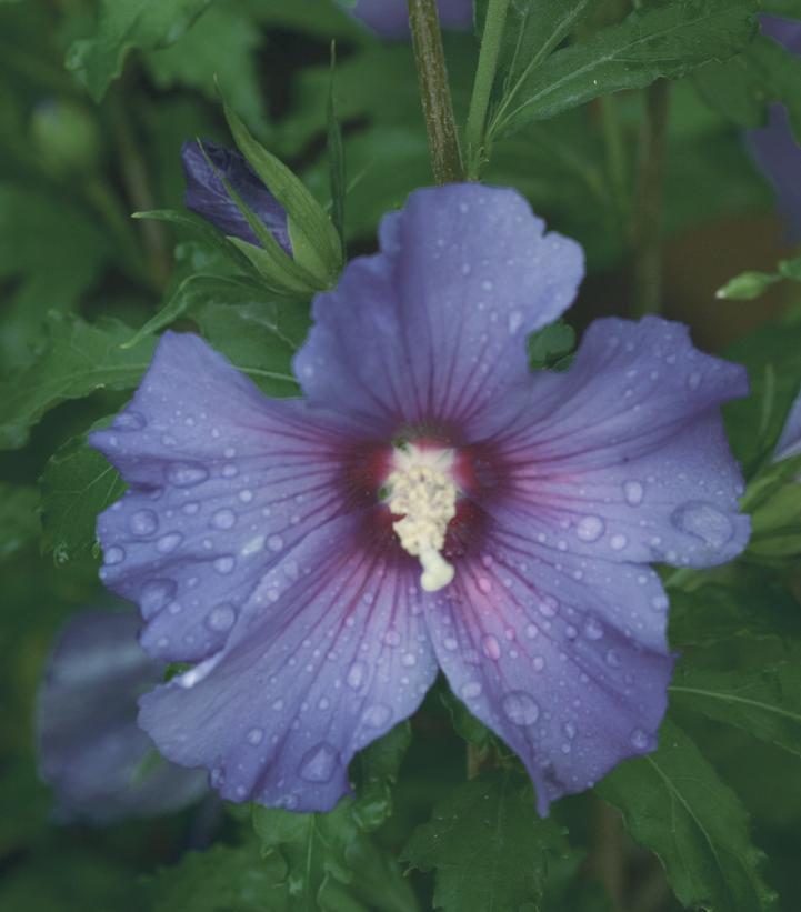 3G Hibiscus Syriacus 'Azurri Blue Satin' - Rose of Sharon - 1005407