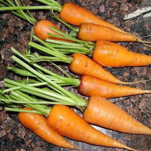 1G Carrot 'Sweet Treat' - 1005514