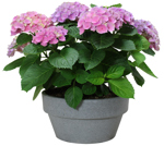 12" Hydrangea - Magical Pink Low Bowl - G4457