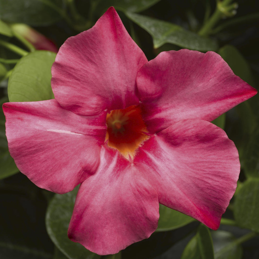 4.5" Mandevilla - Madinia - Coral Pink