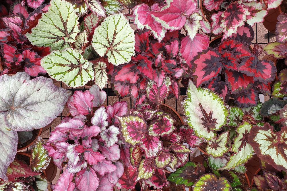 4" Rex Begonia Assorted