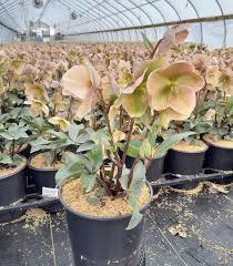 1G Helleborus X 'Ivory Prince' - 1003025