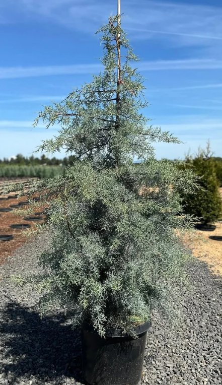 10G Cupressus Arizonica Blue Ice Cypress Tree 5/6' - 30778-1650 - CU0201PP5F