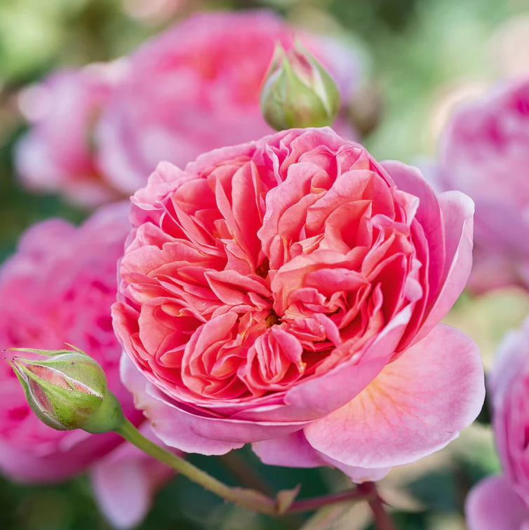 3G David Austin Rose Bush - 'Boscobel' Coral Pink - 2005