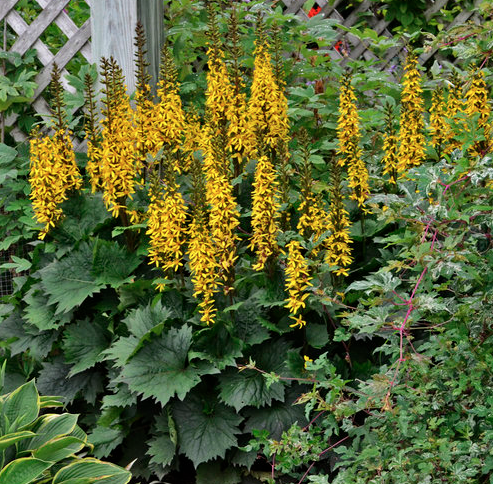 2G Ligularia 'Bottle Rocket' - 1005936