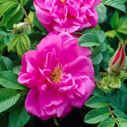 3G Rose Bush - 'Hansa' Magenta - 4760