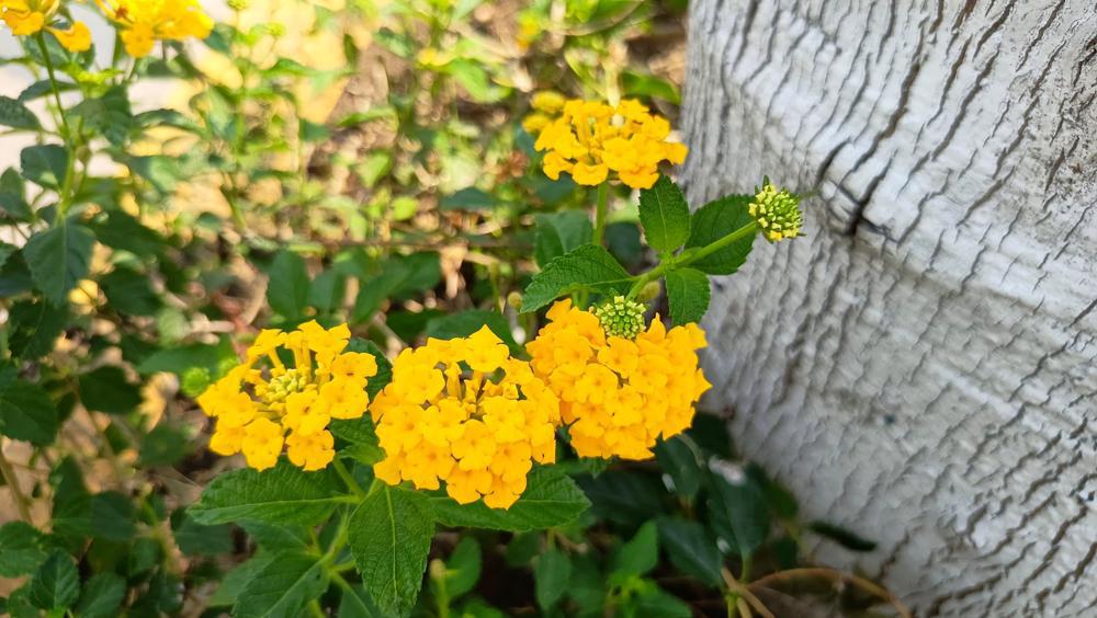 9" Lantana Landscape Bandana Gold