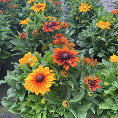 12" TP Rudbeckia Sunbeckia Ophelia/Caroline/Sarah Mix - Black-Eyed Susan