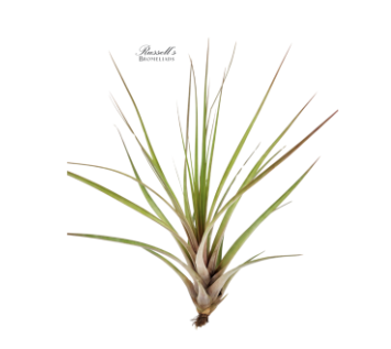 10"-14" Capitata Fasciculata Air Plant - PL0159