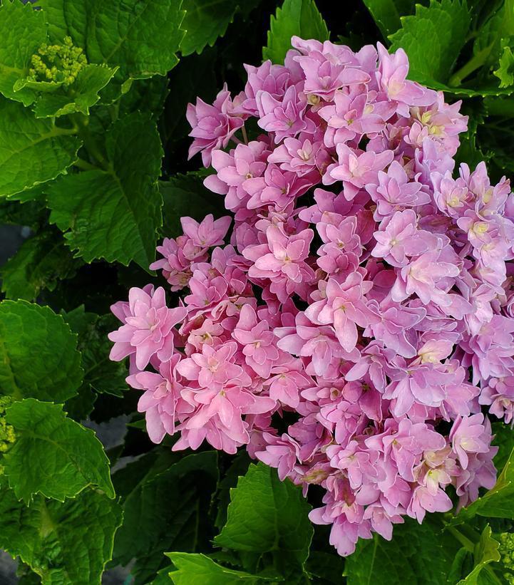 3G Hydrangea Macrophylla 'Starfield' - Bigleaf - 1013163