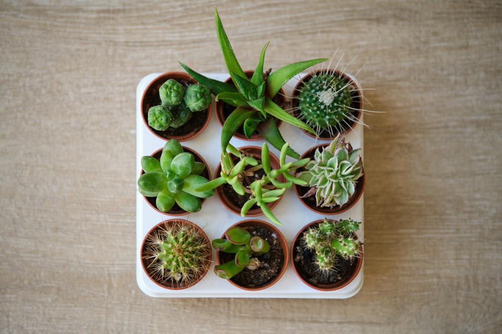 2" Succulents Assorted