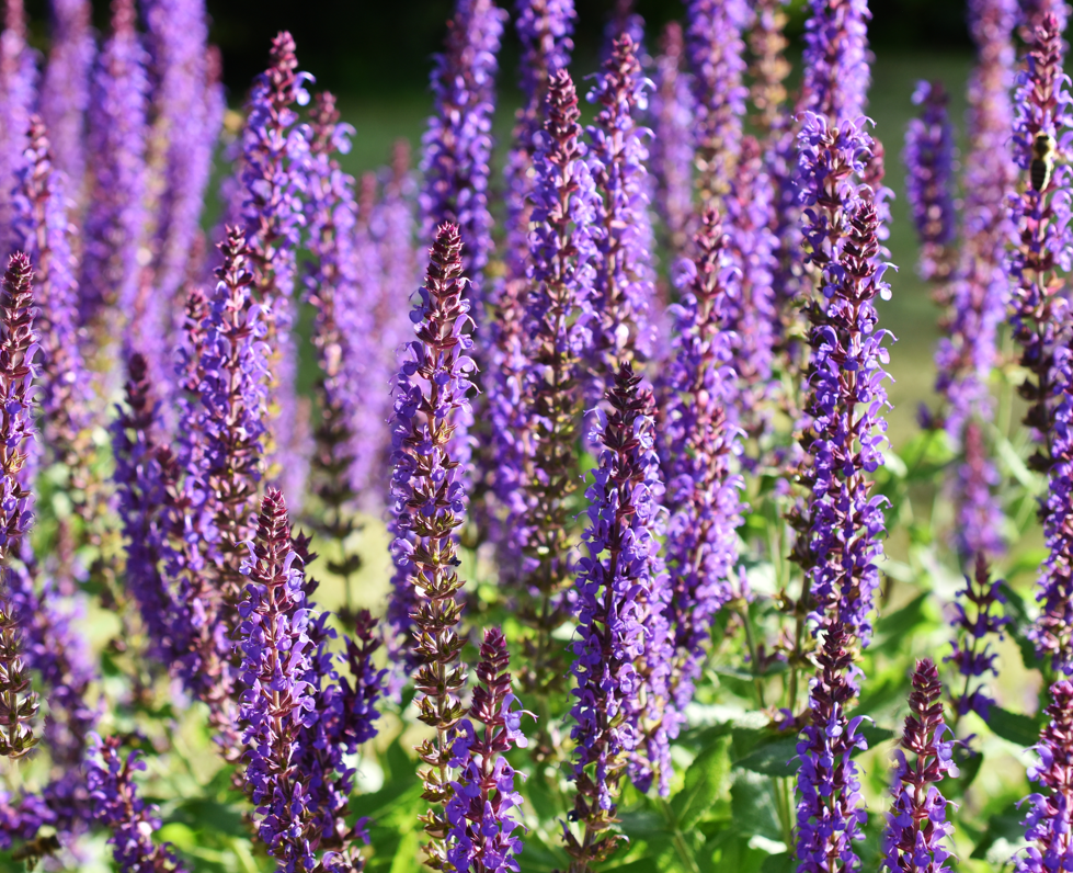 6" Salvia