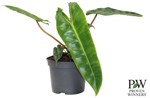 5" PW Philodendron Orange Smooth - G0630