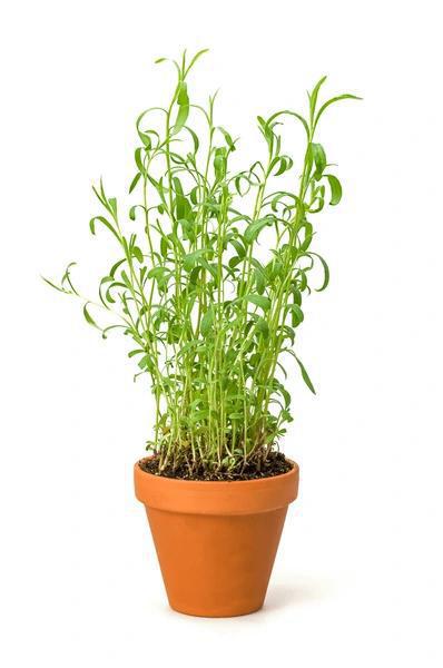 4" Herb - Tarragon French