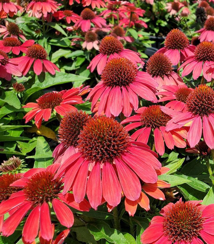 1G Echinacea Sunmagic 'Vintage Ruby' - Coneflower - 1015408