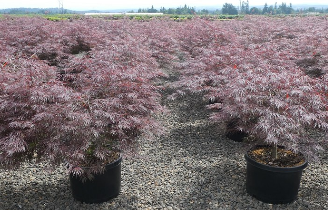 10G Acer Palmatum Dissectum Crimson Queen Lace Leaf Japanese Maple Tree 36/42" - 02825-1563 - AP0301PP36