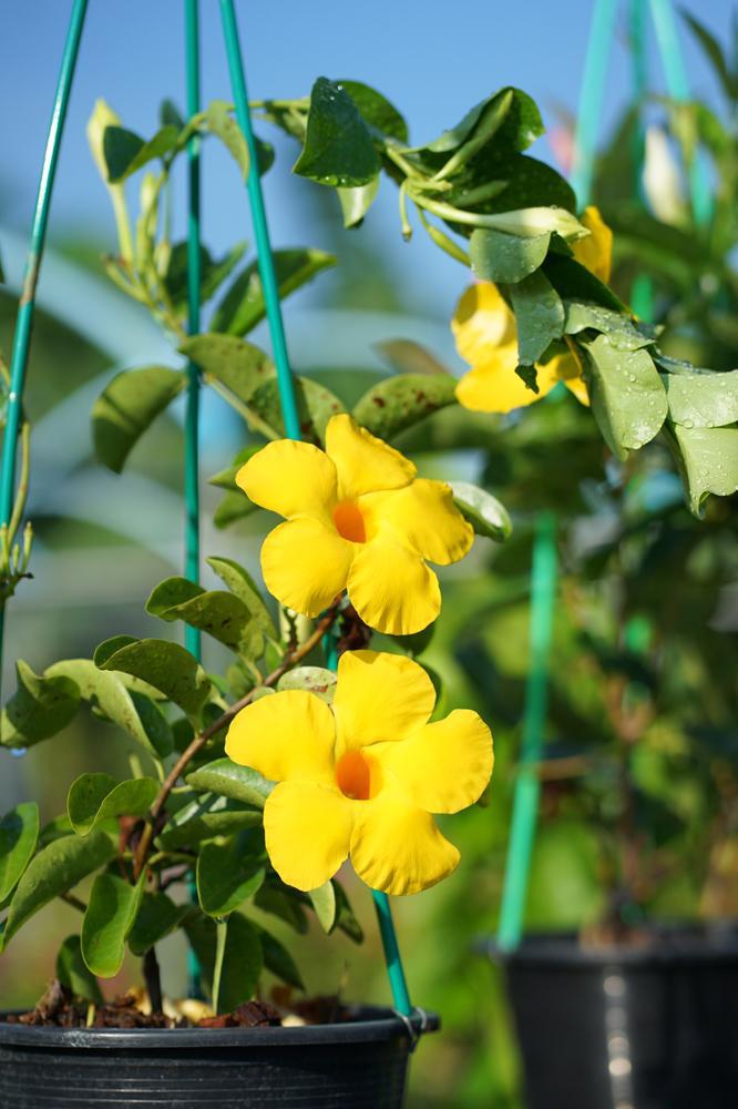 12.5" Urn Mandevilla Sunparasol - Original Sunbeam
