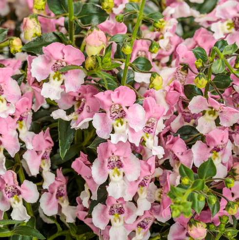 Royale PW Angelonia (Summer Snapdragon) - Angelface Wedgewood Pink
