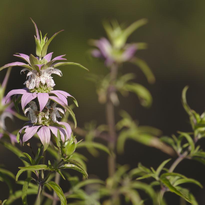 1G Monarda Punctata - Spotted Beebalm - 1020829