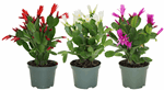 4.5" Spring Flowering Cacti - C0154