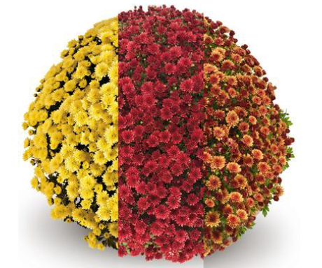 9" Combination Mum # 18 - Jasoda Yellow / Jasoda Red / Jasoda Orange