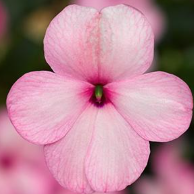 4.5" Impatiens - Imara XDR Pink
