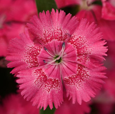 4.5" - Dianthus Floral Lace - True Rose