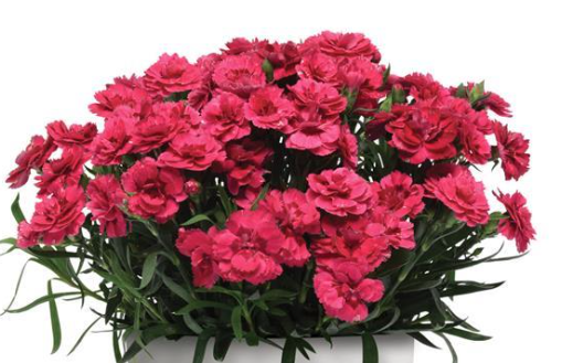 4.5" Dianthus - Oscar Cherry + Velvet