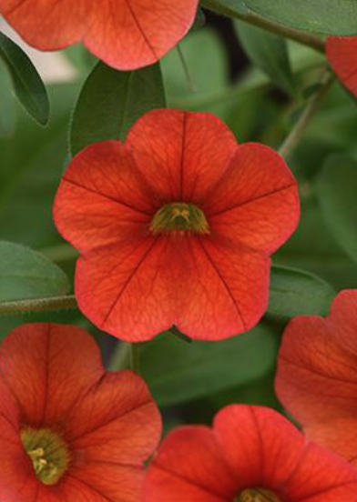 9" Calibrachoa Minifamous Neo Deep Orange