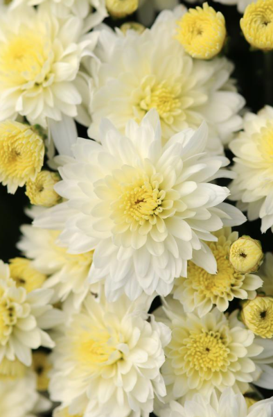 14" TP Mum Patio Pot - Butter N Cream White