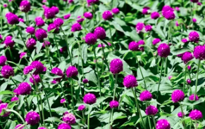 6" Gomphrena