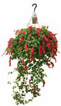 10" HB Chenille Foxtail (Firetail) A2388