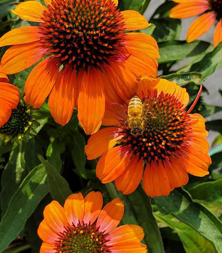 2G Echinacea Artisan 'Soft Orange' - Coneflower - 1013855