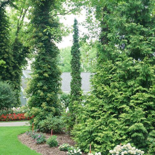 3G Thuja Occidentalis 'Sting' - Arborvitae - 1020431