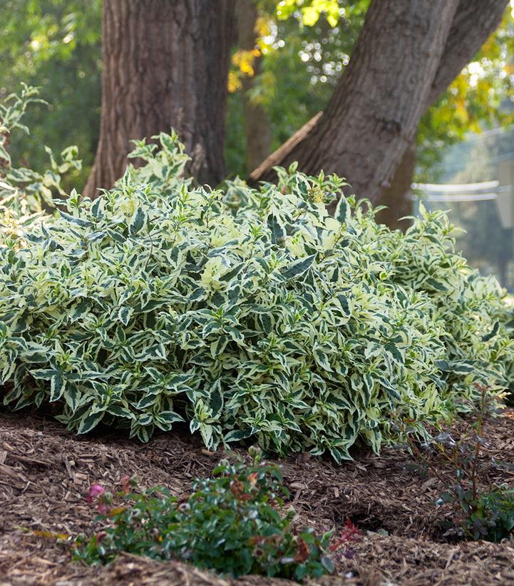 2G Diervilla Sessilifolia 'Cool Splash' - Low Bush Honey Suckle - 1005434