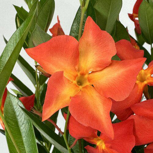 12.5" Urn Mandevilla Sunparasol - Fired Up Orange