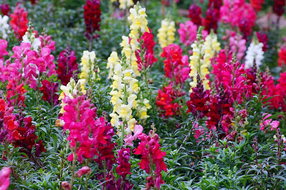 804 Snapdragons 4 Pack