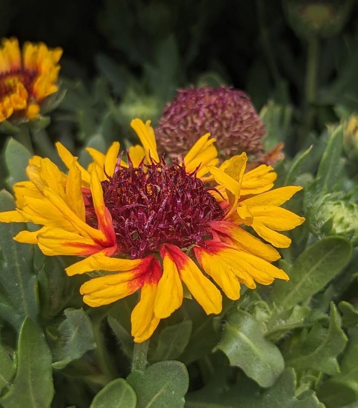 1G Gaillardia Spintop 'Red Starburst' - Blanket Flower - 1015310