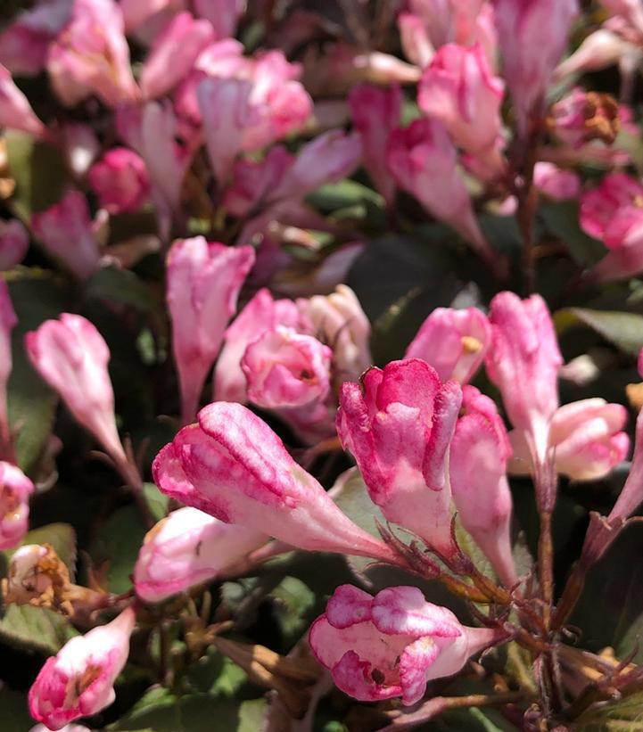 3G Weigela X 'Afterglow' - 1013115