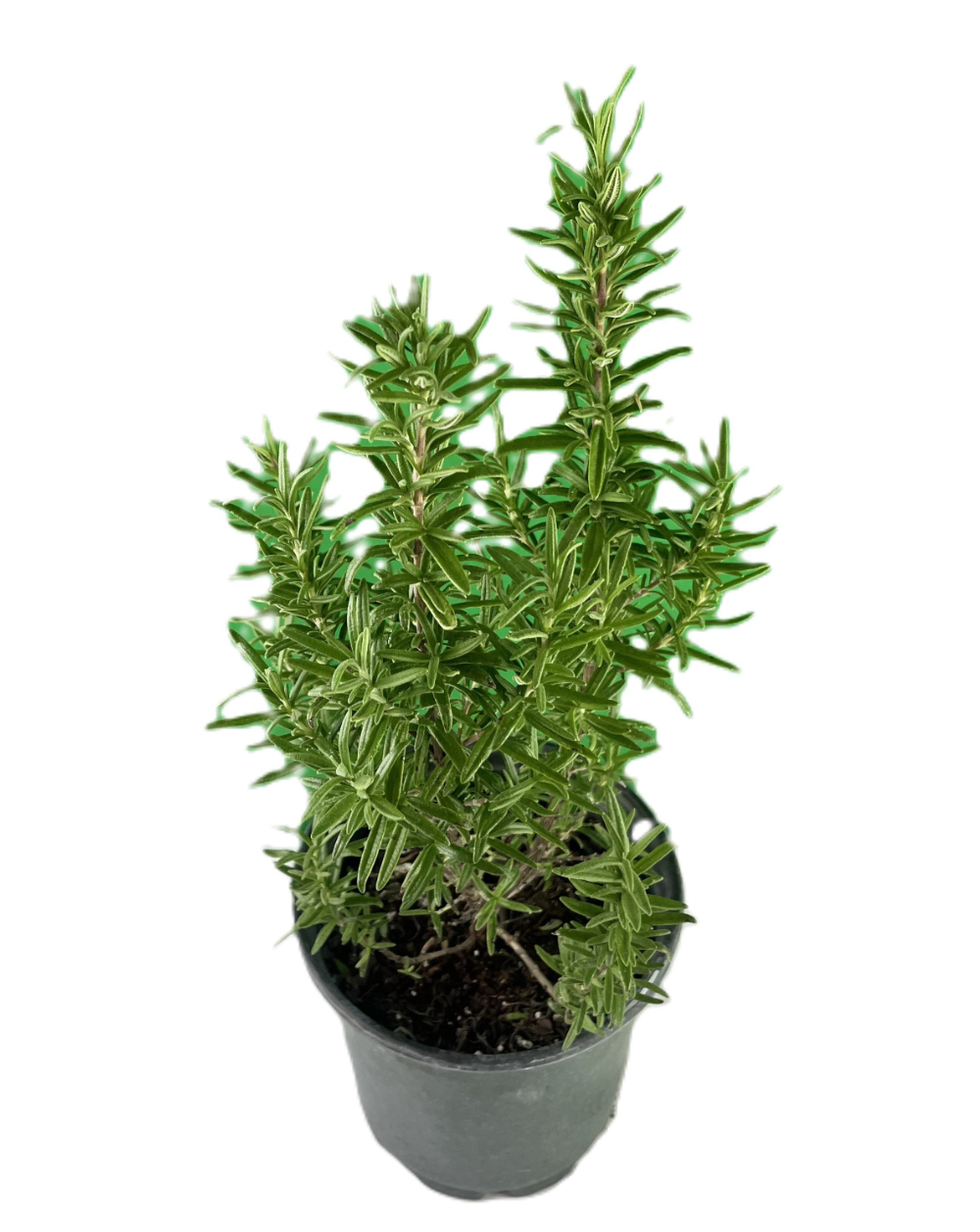 4" Herb - Rosemary Gorizia