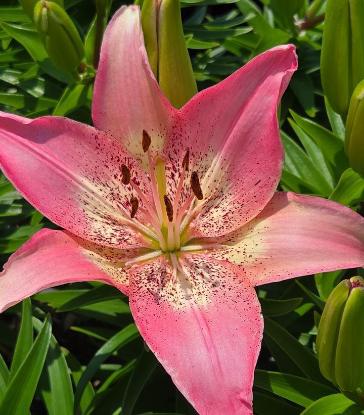 1G Lilium Fantasiatic 'Hot-Spot Pink' - Lily - 1015505