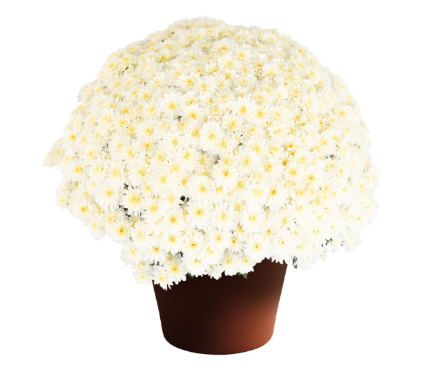 4.5" Mum - Makenzie White