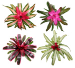 6" Assorted Neoregelia - T4804