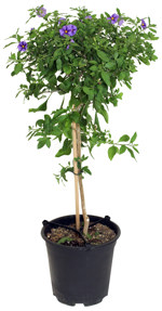 7.5" Lycianthes Rantonnetii (Potato Bush) Blue Standard - P2368